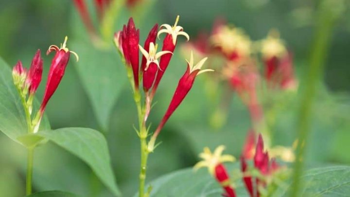 10 Intriguing Flowers that Start with I