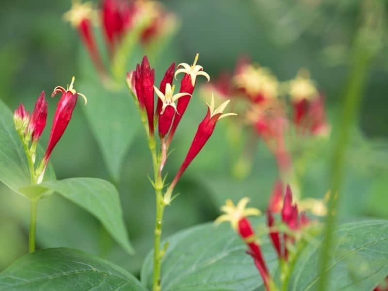 red and yellow indian pink flowers