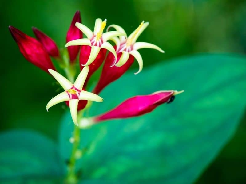 indian pink flower