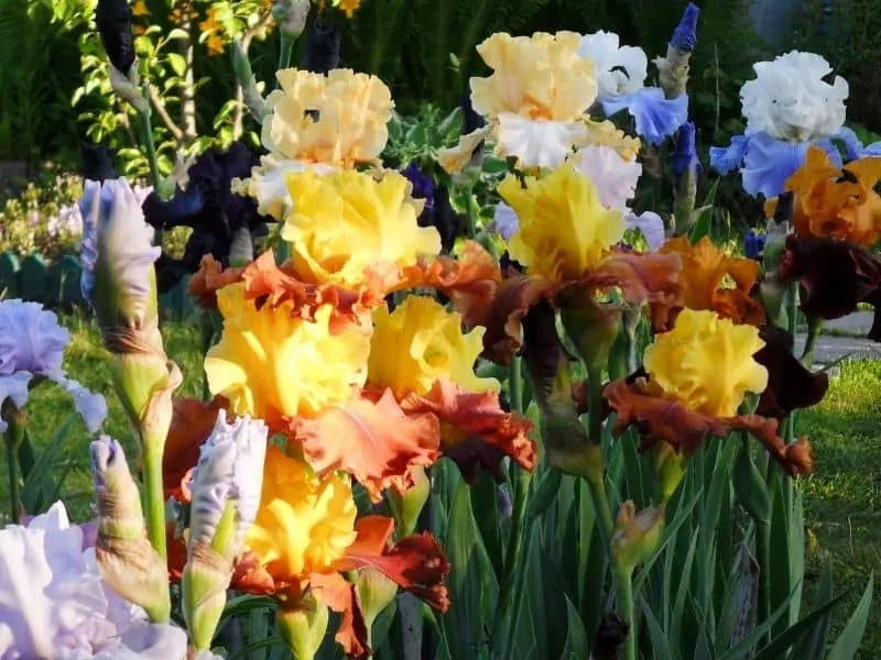 multicolored iris flowers