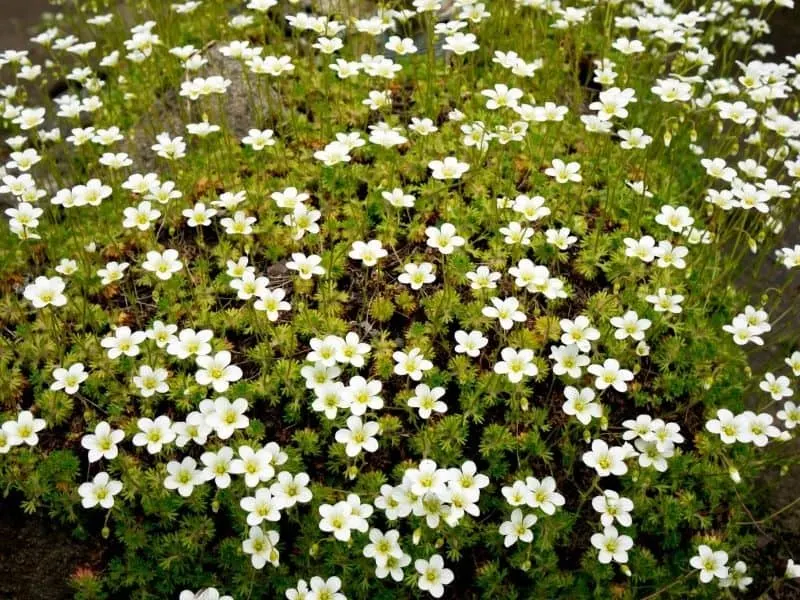 lots of white irish moss flowers