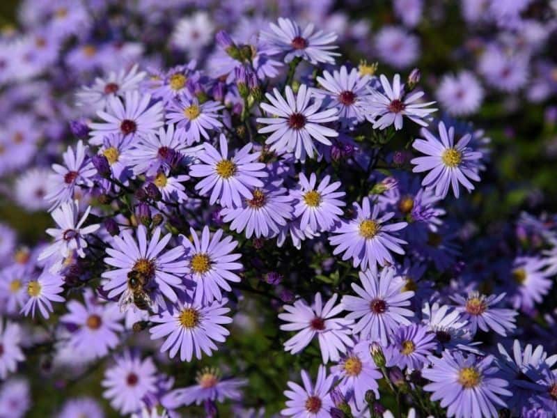 Italian aster