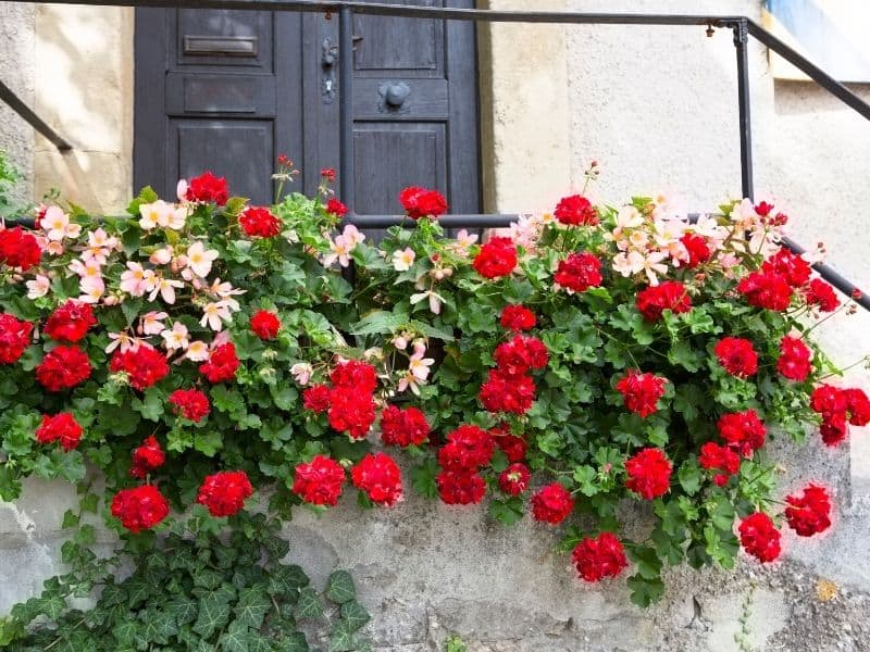 ivy geranium flowers in a balcony box