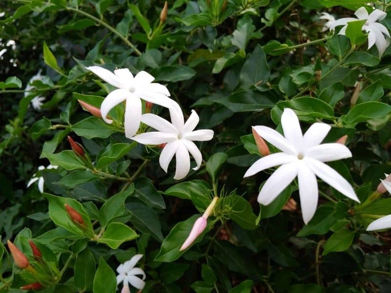 jasmine flowers