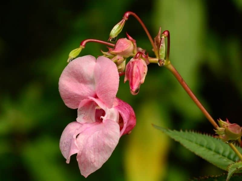 jewelweed flower