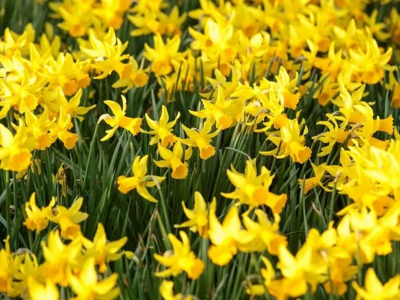 Narcissus jonquilla (daffodils)