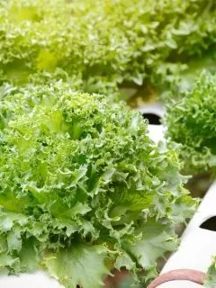 beautiful, large hydroponic lettuce