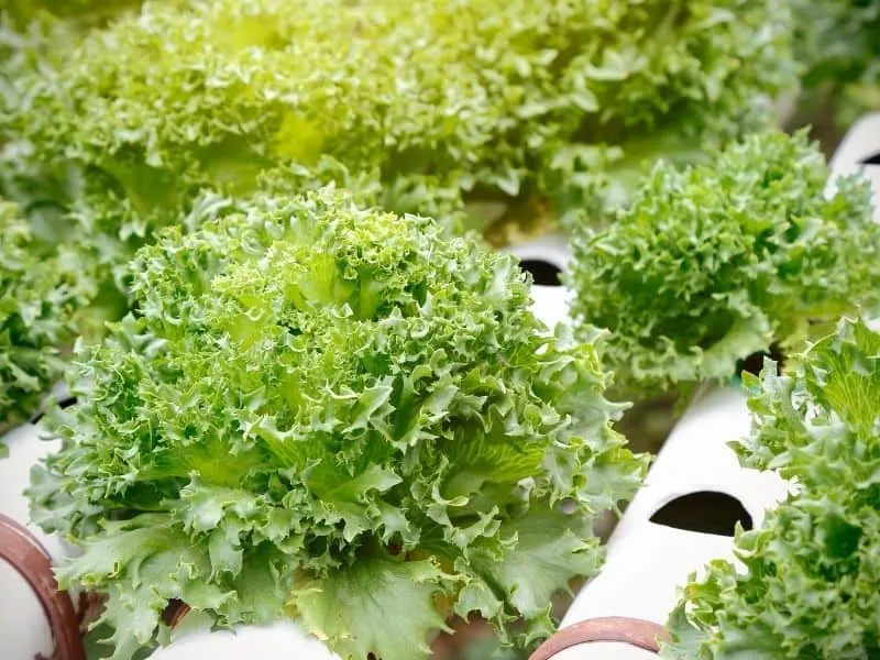 beautiful, large hydroponic lettuce