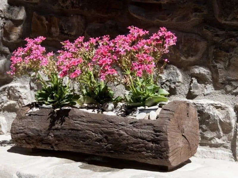 a wooden used as a planter with pink flowers
