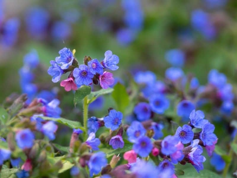 Lungwort flowers
