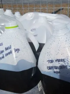 Milk jugs prepared for winter sowing.