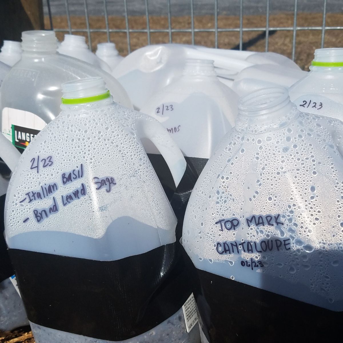 Milk jugs prepared for winter sowing. 