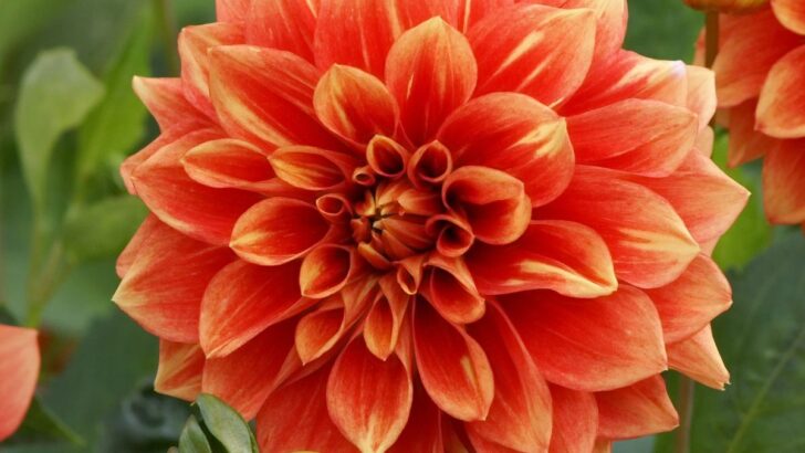 14 Dazzling Flowers that Start with D