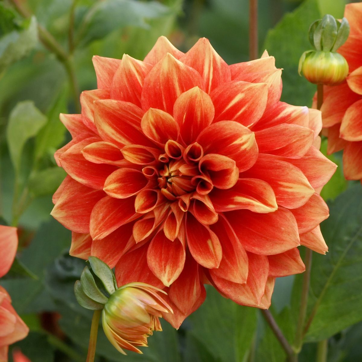 orange dahlia flower.