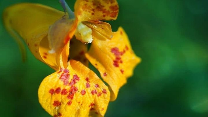 9 Jazzy Flowers That Start With J