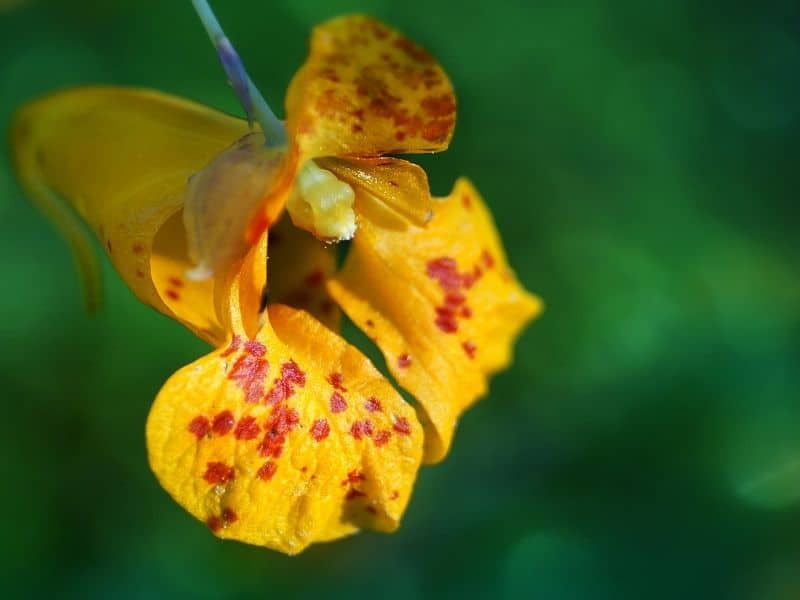 Orange jewelweed flower with red spots