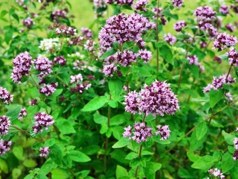 blooming oregano plant