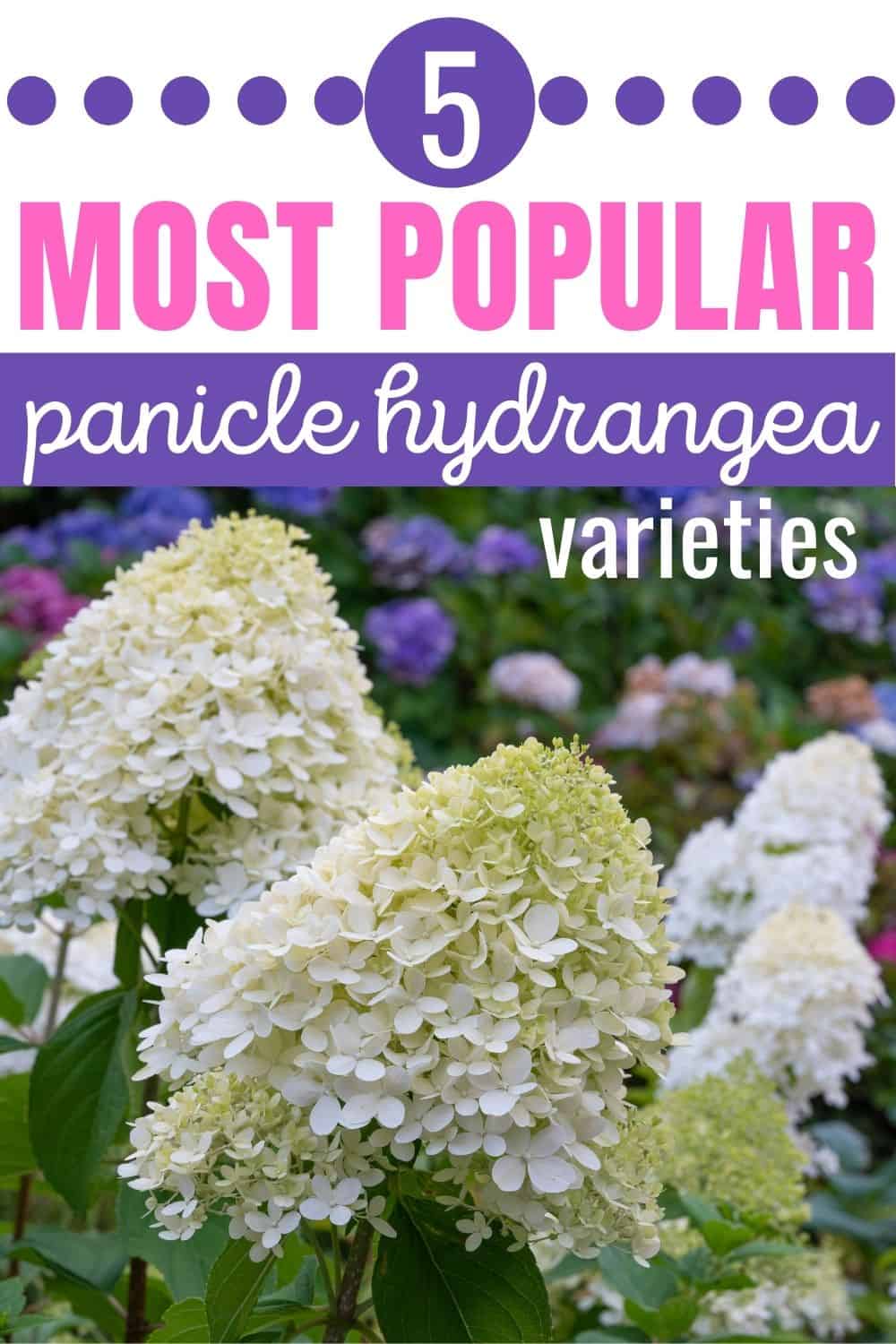 5 most popular panicle hydrangea varieties