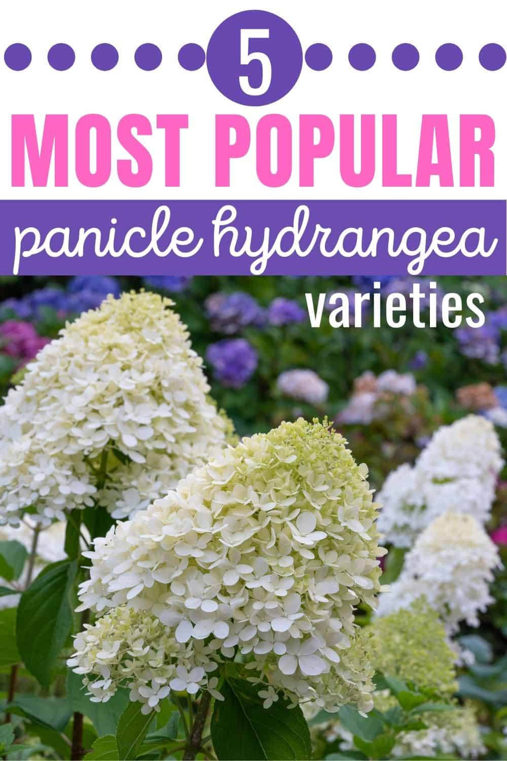 5 most popular panicle hydrangea varieties