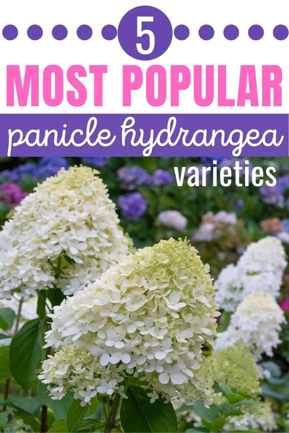 5 most popular panicle hydrangea varieties