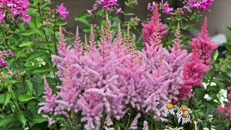 Beautiful Shade-Loving Perennials For All Summer Blooms