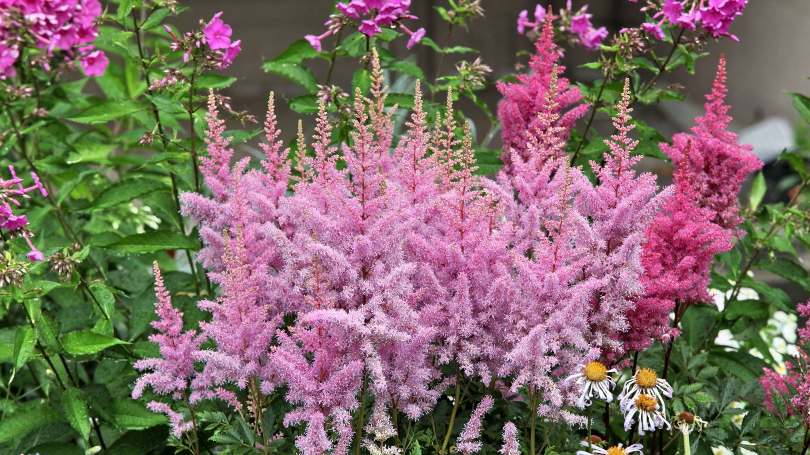 pink astilbe in flower garden.