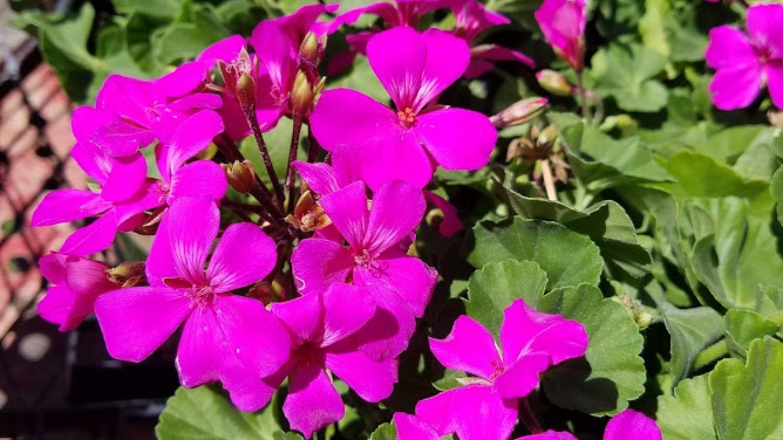 bright pink geranium flowers.