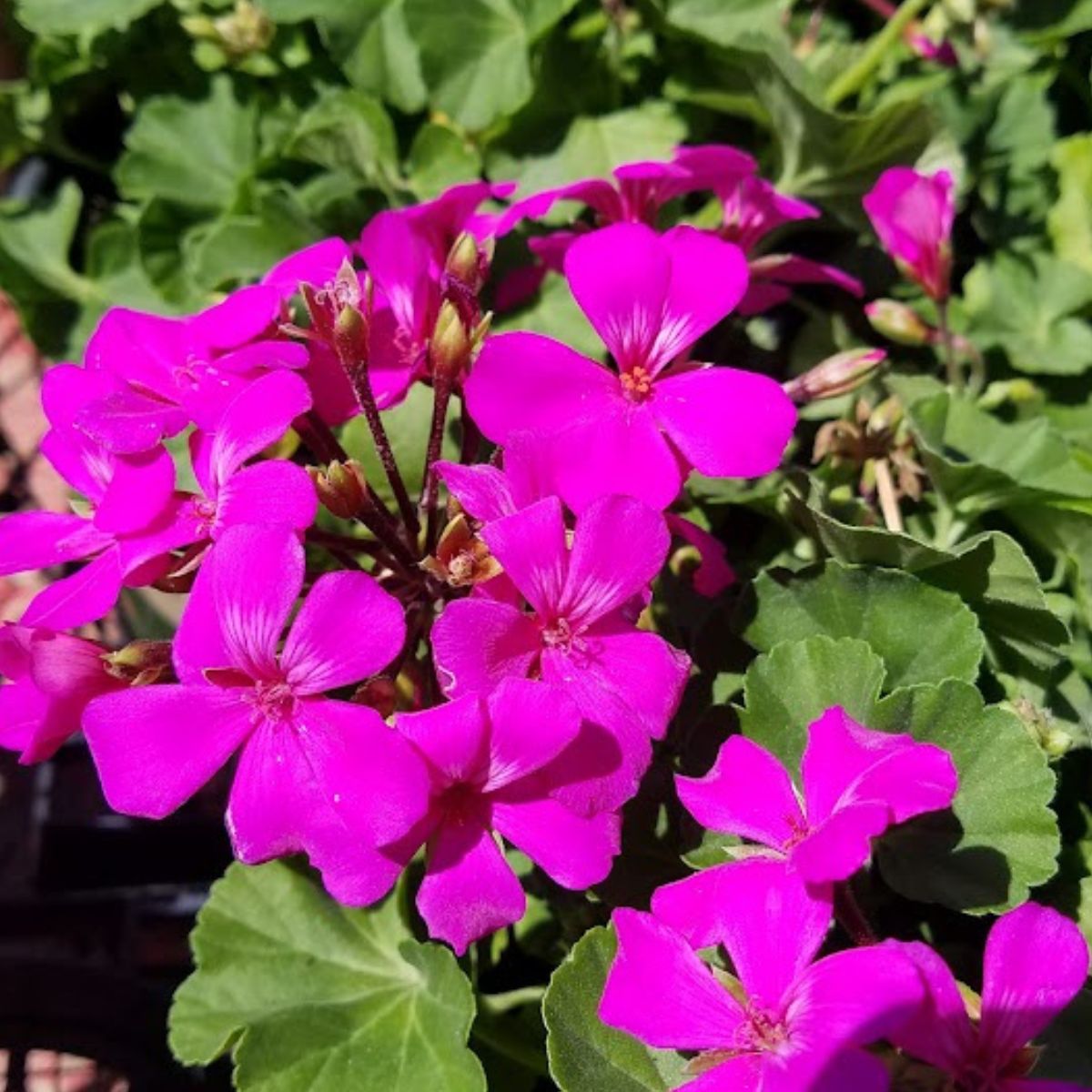 bright pink geranium flowers.