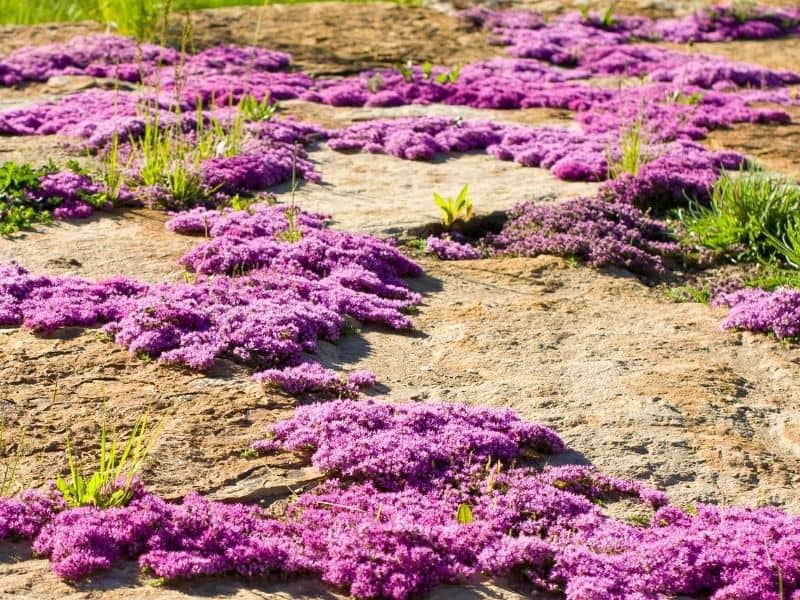 ground cover made up of pink flowers