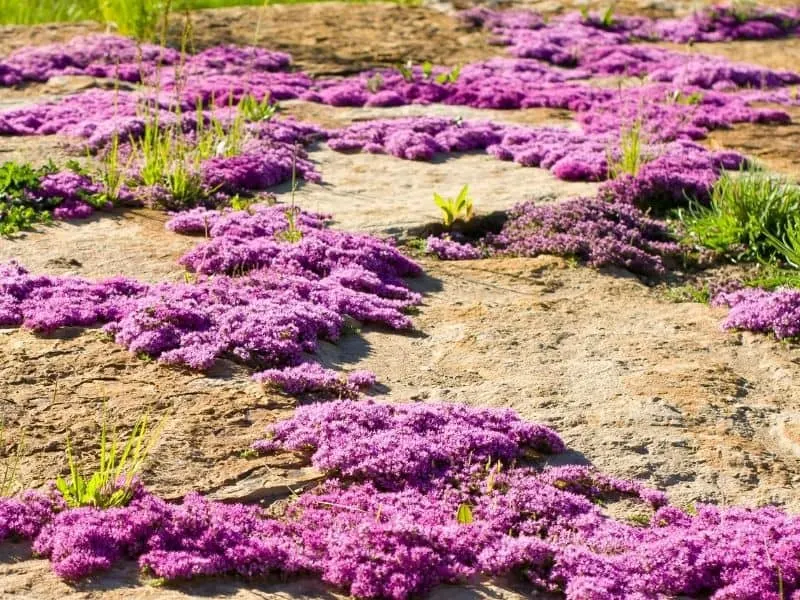 ground cover made up of pink flowers