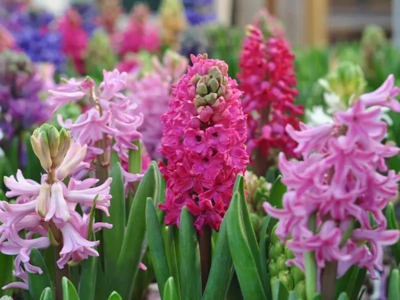 hyacinth flowers in shades of pink