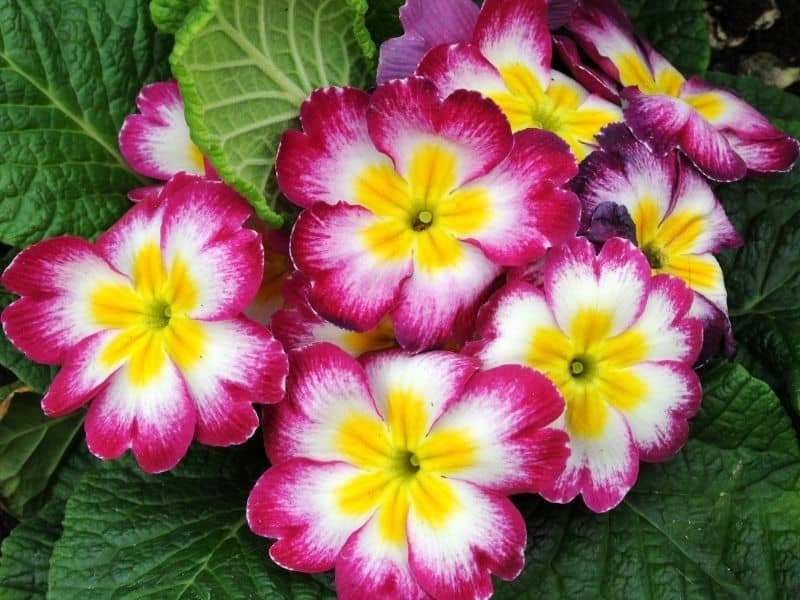 Primrose flowers