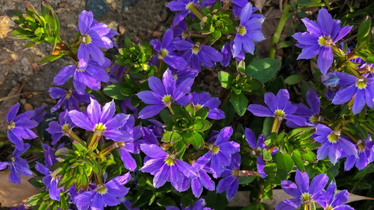 purple fan flowers Scaevola aemula.