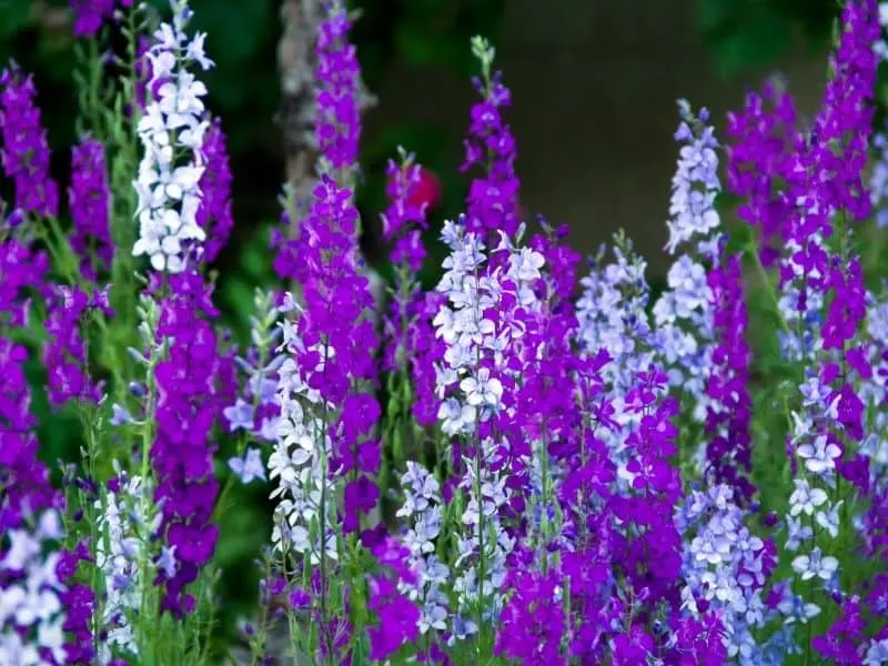 purple and white delphinium flowers