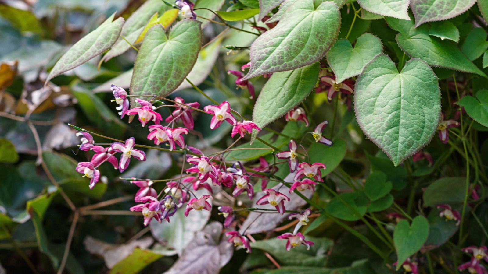 purple barrenwort flowers.