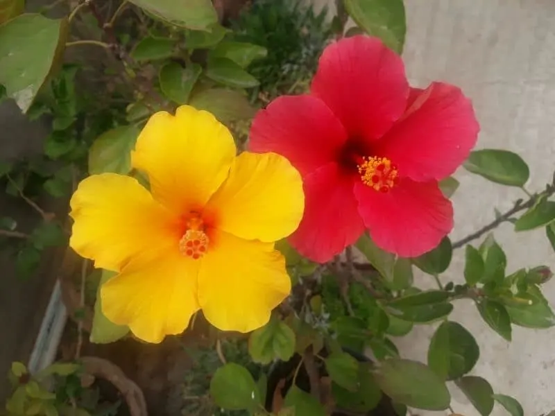 red and yellow hibiscus flowers