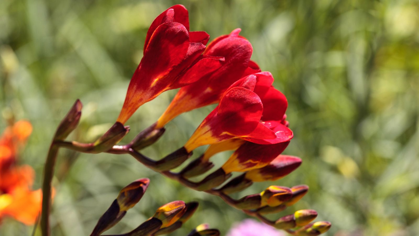 Red freesia flowers.
