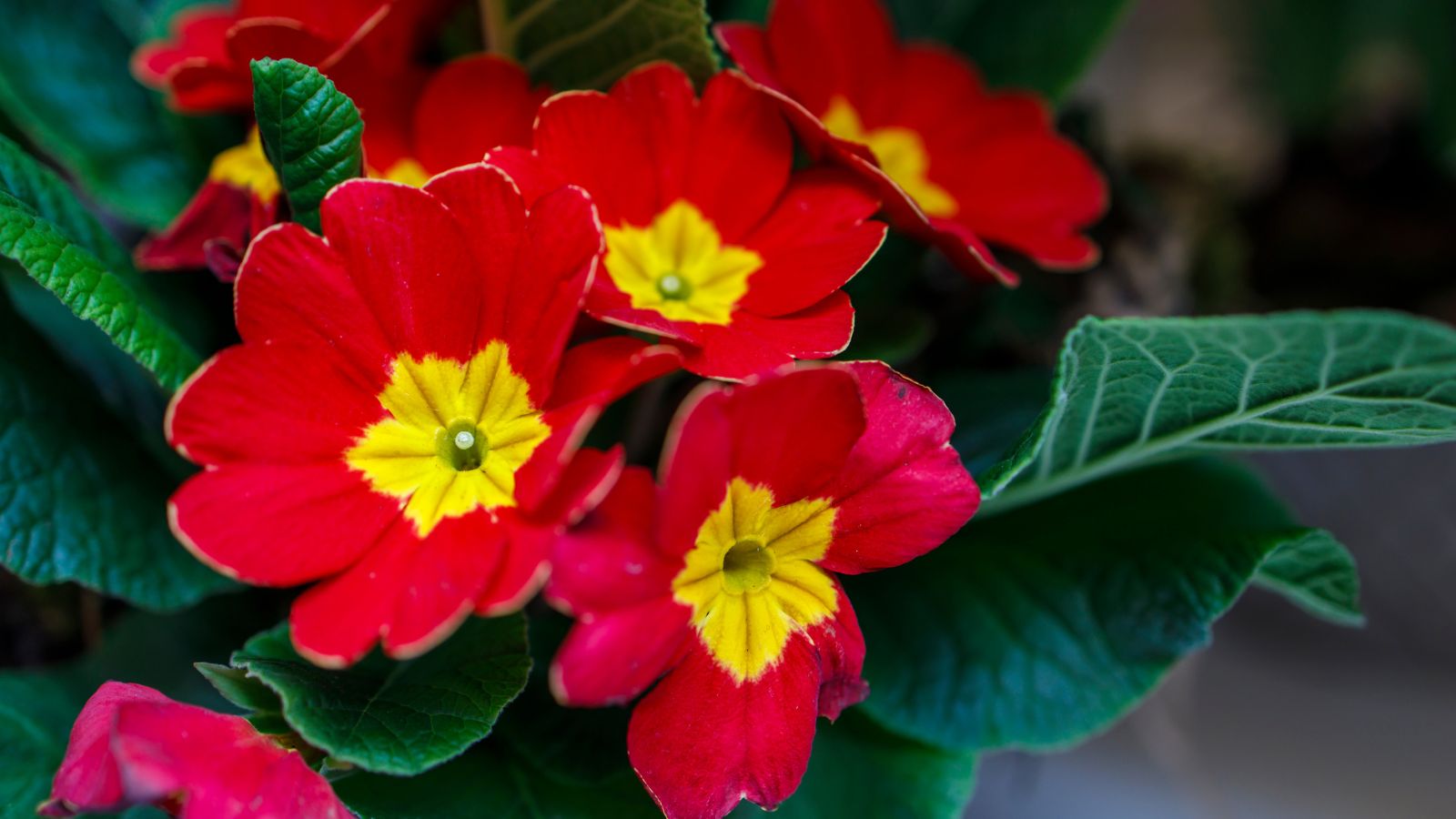 red primrose flowers.