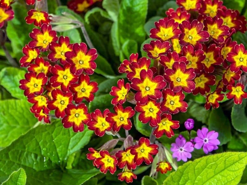 red primrose flowers