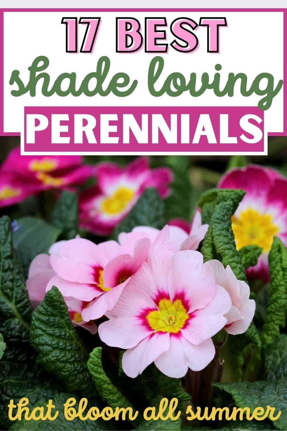 17 Best shade loving perennials that bloom all summer.