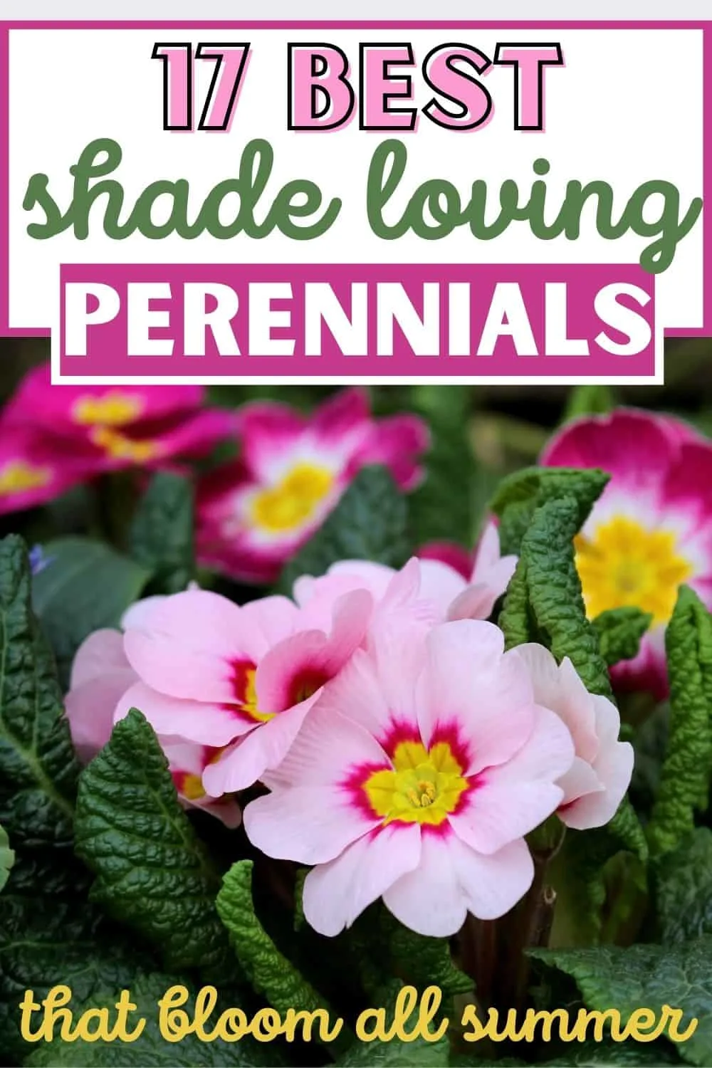 17 Best shade loving perennials that bloom all summer.