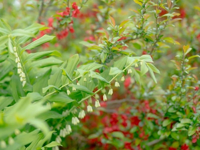 Solomon's seal