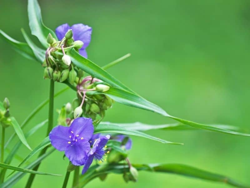 Spiderwort flowers