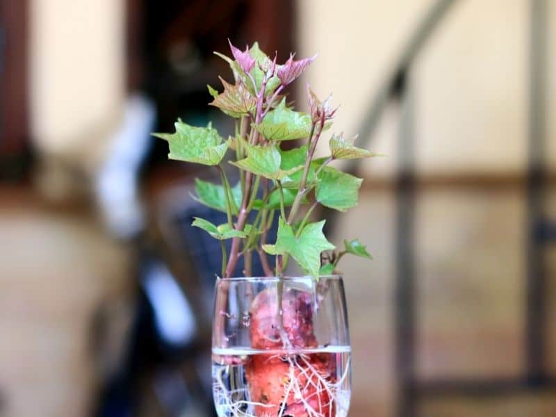 sprouting sweet potato in a glass of water