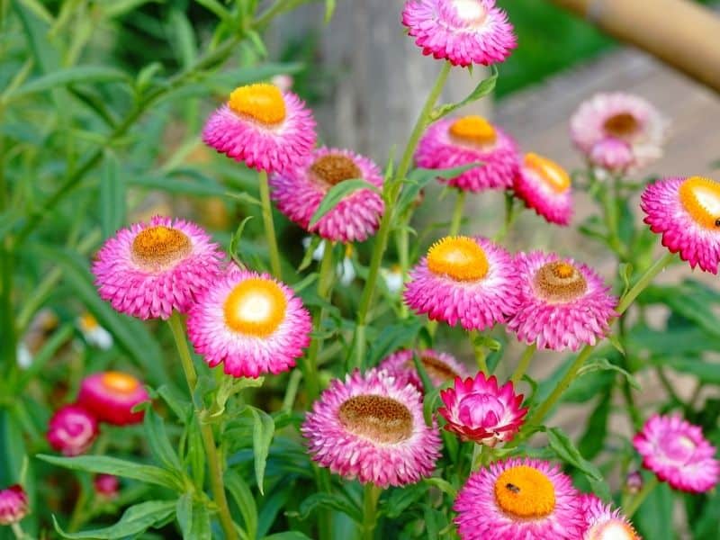 straw flowers (also called everlasting)