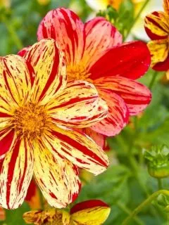 Red and yellow striped dahlias