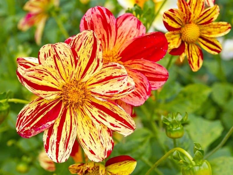 Red and yellow striped dahlias