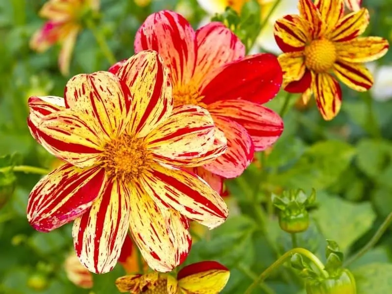 Red and yellow striped dahlias