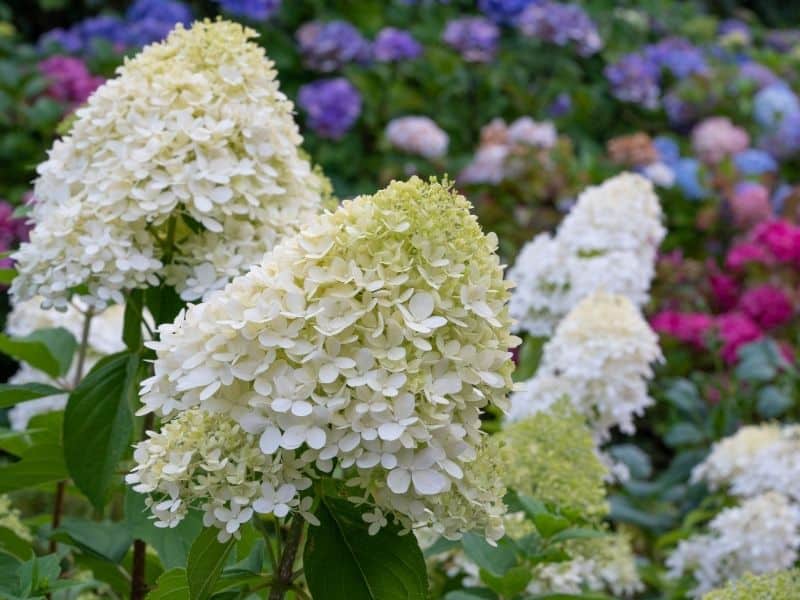 white panicle hydrangeas