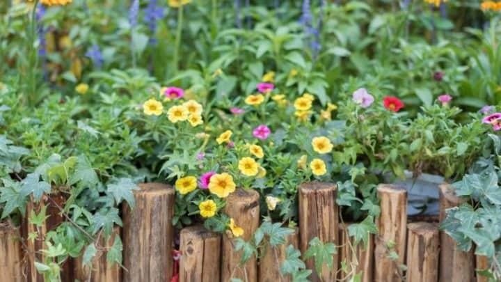 7 Cheap Landscaping Ideas for The Backyard that Look Great